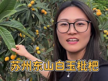 东山白玉枇杷终于来啦 少量开采~甜度如何?#苏州东山白玉枇杷 #白玉枇杷 #枇杷#枇杷熟了#自家果园