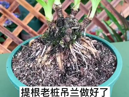 吊兰做成提根老桩,气质一下上来#养花小知识 #花卉绿植 #爱生活爱养花