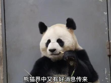 大熊猫璨璨怀孕近六个月,喜得双胞胎 #大熊猫璨璨 #生产