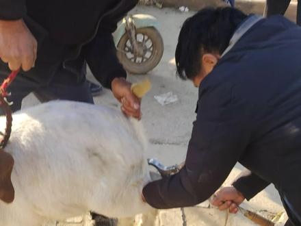 #公羊绝育 这下老实了吧…😂😂