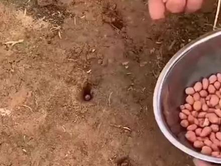 又到了种花生种豆子的季节了,赶紧给你妈妈买双高跟鞋吧