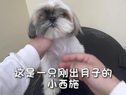刚出月子的小西施,如何剪一个短装 #西施犬 #宠物美容 #宠物美容培训 #宠物美容培训学校 #宠物美容日记
