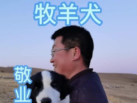 咱家的牧羊犬是一只边牧叫皮皮,放羊真的专业#撒欢牧场#牧羊犬 #羊 #原生态乡村生活