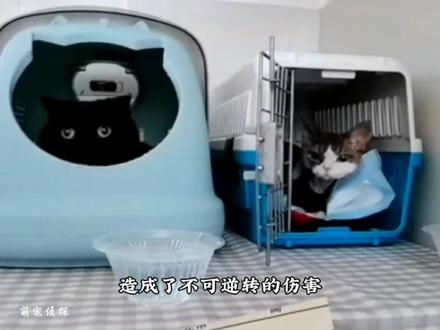 黑喵千岁岁离开了,大家记得它嘛 #千岁岁 #猫咪 #萌宠