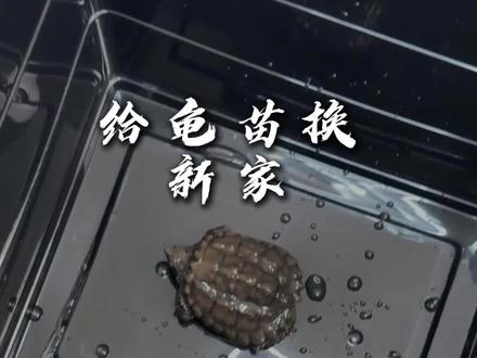 兄弟们,我力竭了……换新盒子后,接下来我要半个月换一次水。#佛鳄 #鳄龟