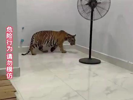 饲养员靠近老虎时被吼 几巴掌下去瞬间让它安静下来…… #神奇动物在抖音 #动物的迷惑行为 #老虎 #大猫 #虎