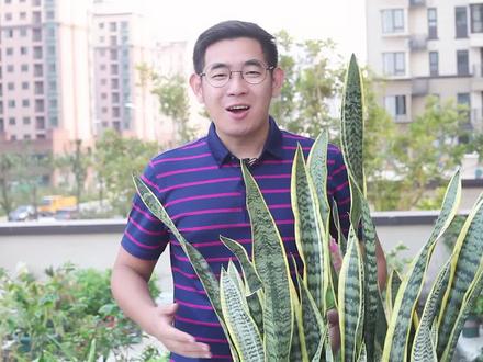 虎皮兰怎么养?园艺师教你,虎皮兰的实操养护技巧#养花