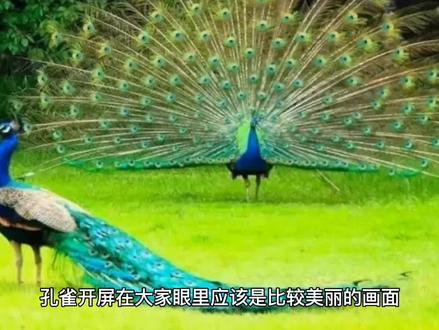 孔雀开屏的“伪眼” #孔雀 #孔雀开屏吉祥如意 #奇妙的动物