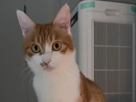 我的小猫差点从三米的地方掉下去了,心惊胆战的,家人们谁懂啊#橘猫 #萌宠日常记录 #动物的迷惑行为 #萌宠 #我和我的猫