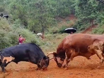 黑犏牛 体重力量不占优势 但技术胆识确实无可挑剔……
