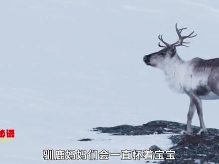 小鹿艾洛历险记1#神奇动物在抖音 #青年创作者成长计划