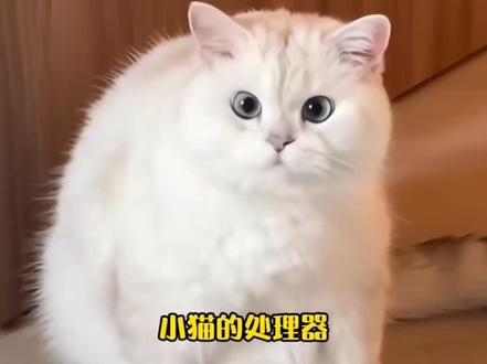 单机生物现身说法 #猫咪底层代码 #萌宠出道计划