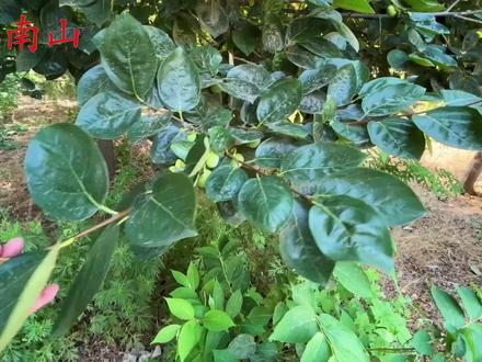 老人常说“柿子叶比柿子还珍贵”,3大妙用,学会了就是宝