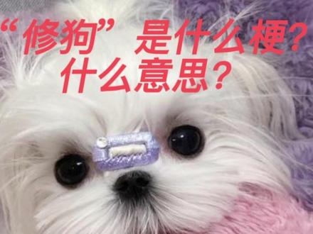 #修狗 #修狗是什么梗 #修勾 #修勾狗
修勾是什么狗?修勾一词的来历是什么呢?@贾雯
