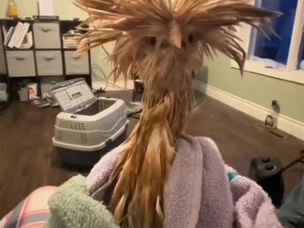 分享十二种动物淋湿后的样子…..#动物 #动物淋雨 #动物的迷惑行为