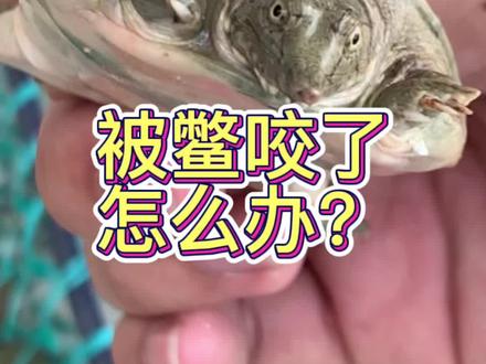 被小王八咬了,要怎么处理#甲鱼养殖 #甲鱼 #新农人计划2023 #三农