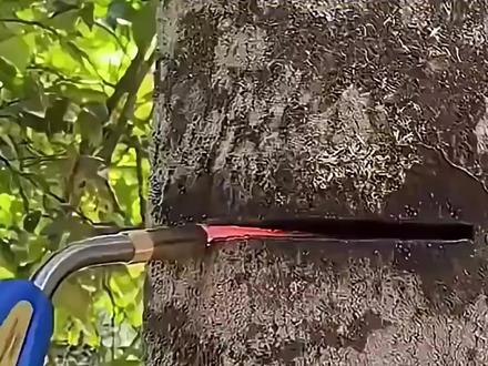 为什么人们要给树钻孔? #涨知识