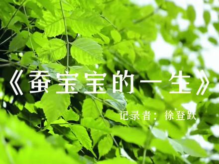 三年下科学《蚕宝宝的一生》#科学实验