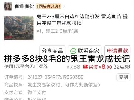 拼多多8块8毛8的鬼王雷龙成长记#鬼王雷龙 #雷龙鱼