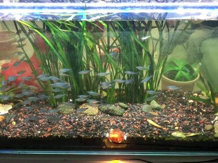 新手们老听硝化细菌,它是什么颜色呢?怎么判断你的缸有硝化细菌 #硝化细菌 #什么是硝化细菌 #硝化细菌颜色