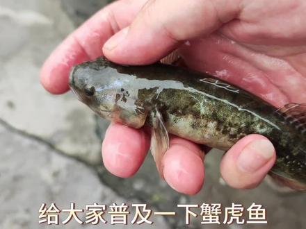 这鱼叫蟹虎鱼又名叫乌鱼,煮豆腐汤超级鲜甜#钓鱼 #赶海 #蟹虎鱼