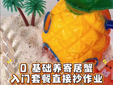 0 基础养寄居蟹|入门套餐直接抄作业 #神奇动物在抖音 #寄居蟹 #爬宠 #寄居蟹造景 #寄居蟹饲养