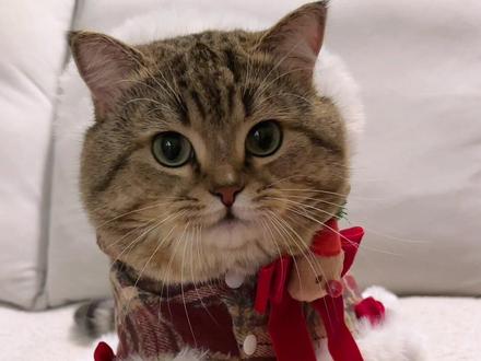 大家担心的事差点发生了 #宠物期末考试 #萌宠认物挑战 #萝卜纸巾猫咪模仿挑战 #哈基米 #记录猫咪日常