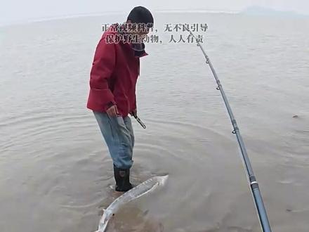 盘点那些比熊猫还珍稀的鱼类,看看你们见过哪几种? #保护动物 #动物科普