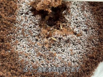 把红火蚁扔进零下196度的液氮里!会发生什么事?#红火蚁 #红火蚁入侵 #入侵物种 #液氮