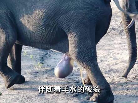 在充满挑战的草原上,大象妈妈迎来了它的新生儿 #大象 #动物世界看人生百态 #动物科普 #动物世界