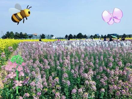#原创现代诗《调色盘中的油菜花》
