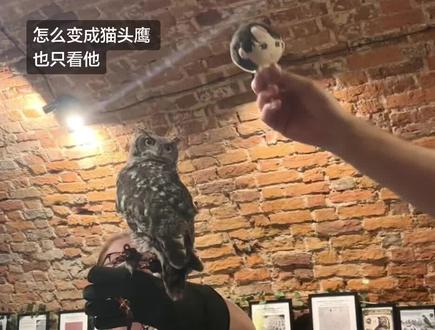冷静 我带你来看真的猫头鹰了
#271199 #lm