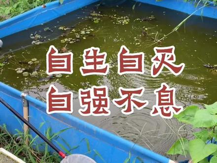 原本自生自灭的淘汰鱼,却顽强地长大了#生命的力量