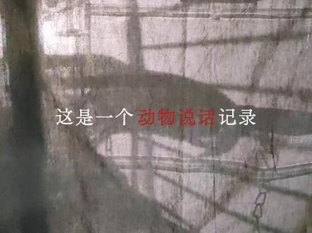 深夜的鸟,在啰嗦生活的意义。#人间清醒 #反内耗 #现实语录 #深夜鹦语 #上热门