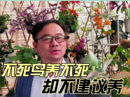 不死鸟落地生根,不怕涝不怕旱,为啥没人养?其实它还有别的用处 #家庭园艺#阳台养花 #不死鸟#落地生根不死鸟