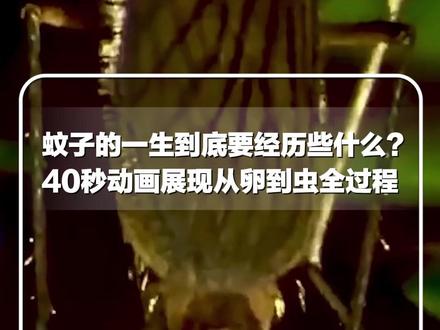 #每日新知 |蚊子的一生到底要经历些什么?40秒动画展现从卵到虫全过程,每次产卵大约在100到300枚之间。#新华每日电讯