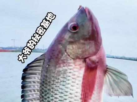 大爷的秘密基地,狂钓公斤级的红罗非公#原来钓鱼才是抖音运动顶流 #红罗非鱼 #翠红1号 #真实户外 #船长浮漂