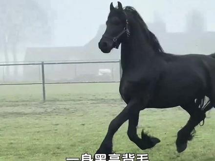 认识不同价格段位的马种,你喜欢哪一种? #科普 #马 #汗血宝马 #马到成功 #涨知识