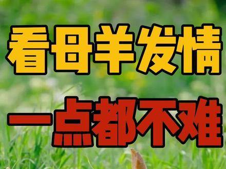 羊发情咋判断?山羊绵羊各有信号,抓准时机配种率高。
