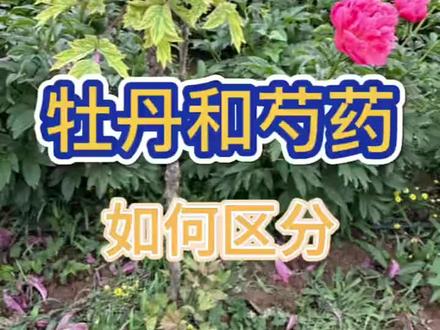 芍药和牡丹如何区分 最近很多朋友问这个问题,把这集视频翻出来,再发一下哈。#马路边的植物学 #一点植物学