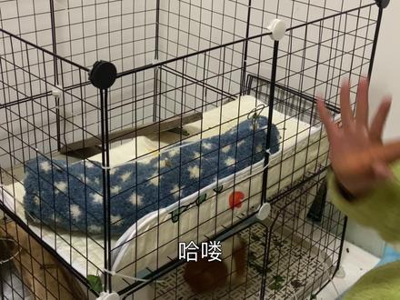 抓猪训练#萌宠 #豚鼠 #豚鼠日常 #荷兰猪