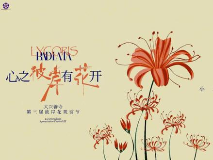 彼岸花,开彼岸,纵然花叶两不见,入骨相思在心间。#彼岸花 #大兴善寺彼岸花 #曼珠沙华彼岸花