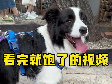 我来替停子哥发条朋友圈#萌宠 #边牧 #狗狗 #养狗日常
