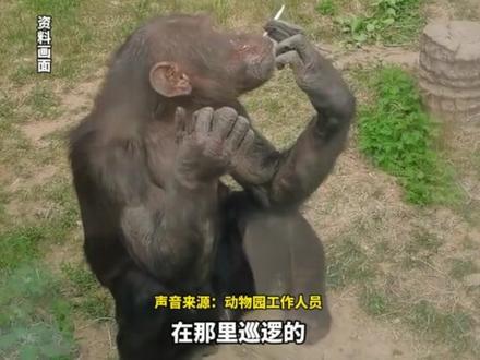 南宁动物园大猩猩抽烟手法娴熟,园区回应:香烟应该是游客丢入,呼吁游客不要向动物丢投香烟。
