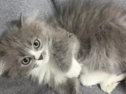 #这小猫谁养谁不迷糊 #它真的好像个小宝宝 首先非常感谢这么多朋友给我上一个视频点赞评论 其次就是 我没有毁坏扬州形象 我一直是一个喜欢分享日常 然后有空发个配音玩儿的普通人 没有毁坏扬州形象这一说 还有就是素材 声音确实是我的 视频是我在配音秀找的 现找现配现发的 有很多人说我用别人视频不艾特本人 我想说我很冤哎 小猪佩奇这个动画片就是源头 还要哪来的源头啊?实在有源头下次看见了艾特我一下 我艾特人家好不好啊?还有人说我嘴臭 说我在网上骂人🥹🥹我想说就是一个配音作品而已 我图一乐呵 大家伙图一乐呵 我没给自己找存在感 你也别找了吧 我咋说话也是我的嘴说 不用你教我 真的有不好的 我会改 虚心请教的 最后的最后再次感谢 喜欢支持 替我说话的友友啊 爱你一万年😘😘😘 配音明天发 晚上下班回家配 我再找找素材 然后我再和这个小东西打一架(没有真打!!!闹着玩的!!)#小奶喵
