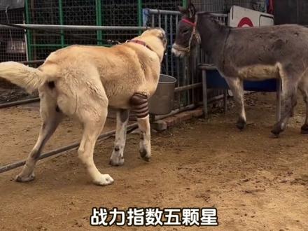 带你认识十种不同品种犬的战力 #犬 #猛犬