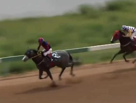 炸裂福利!3000 元配“大震撼”儿子,生驹与“青春永驻”同辈分。“和力神驹”已到新疆!#联合马主 #赛马 #马术 #骑马 @大陆马 @大陆马会