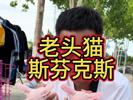 斯芬克斯无毛猫#无毛猫 #斯芬克斯 #猫咪#萌宠