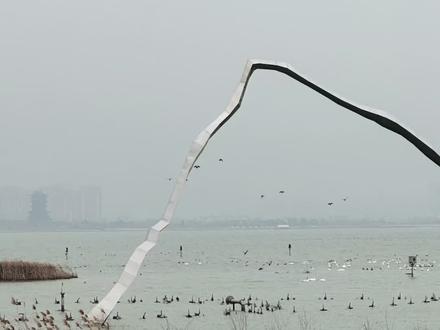 观鸟2026
1.滁州明湖公园
自驾:直接导航至 明湖公园 南门停车场。停好车后,从公园南门进入。
🦢 两大最佳观赏点路线
公园很大,推荐两条路线,风格不同,可以根据喜好选择或都走一遍。
1. 南码头
路线:从南门进入后,一直向东走。
地标:经过那艘标志性的“天元宝船”后,继续向东走约10分钟。
• 终点:看到湖边的木栈道,左转上去就是南码头。
• 特点:离天鹅很近,容易拍到天鹅在水中游动的特写,非常出片。
2. 阳明堤 (独特视角,俯瞰优雅)
• 路线:从南门进入后,一直向西走。
• 地标:走到“明湖营地”西侧。
• 终点:右转上堤道,沿着长桥漫步即可。
• 特点:长桥深入湖中,是独一无二的俯视角度,可以看到天鹅成群游弋的优雅姿态。
⏰ 时间与天气
• 最佳时段:
◦ 清晨 8:00-9:30:天鹅刚飞来,觅食活跃,光线好,易见大群栖息与低空飞行,概率高。
下午 14:00-17:00:天鹅活动频繁,日落时光影绝佳。