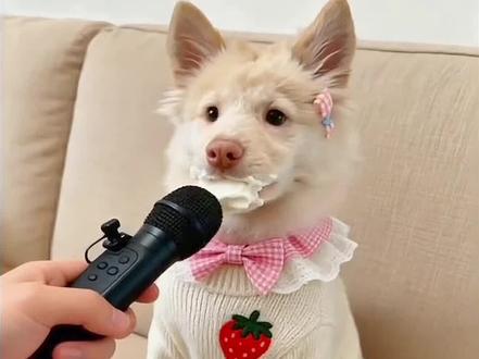 ai小狗偷吃蛋糕怎么拍 ai小狗偷吃蛋糕说话 ai小狗偷吃蛋糕韩语 ai小狗吃美食视频怎么做的 ai小狗吃火锅视频素材 小狗偷吃蛋糕 ai小狗吃蛋糕 ai小狗吃播视频 ai小狗吃饭图片 ai小狗偷东西视频 韩国ai小狗视频怎么做的 ai小狗说话怎么制作 ai小狗偷吃蛋糕原版 ai小狗吃播指令 ai宠物偷吃蛋糕 ai小狗 特效 家里的蛋糕不见了原版小女孩 家里的蛋糕不见了ai 家里的蛋糕不见了你知道谁是小偷吗 家里的蛋糕不见了原版 家里的蛋糕不见了原版怎么拍 家里的蛋糕不见了怎么生成 家里的蛋糕不见了金毛 家里的蛋糕不见了原版视频 家里的蛋糕不见了韩国 家里的蛋糕不见了 ai小狗说话 ai小狗合照 ai小狗说韩语 ai小狗跨年 #ai小狗吃蛋糕 ai小狗养妈妈 ai谁偷吃了我的蛋挞特效 ai谁偷了我的奶油蛋糕 #ai谁偷吃了奶油蛋糕 #ai小狗特效 #ai小狗 #剪映 ai谁偷吃了奶油蛋糕哈哈哈哈哈哈哈哈哈 ai谁偷吃了奶油蛋糕狗狗版 ai谁偷吃了奶油蛋糕创意 ai谁偷吃了奶油蛋糕胖橘猫 ai谁偷吃了奶油蛋糕指令怎么用 ai谁偷吃了奶油蛋糕怎么玩 AI谁偷吃了奶油蛋糕玩法 ai找偷奶油蛋糕的人 ai谁留下一抹红 ai判断谁偷吃奶油蛋糕 ai揪出偷吃奶油蛋糕者 ai谁偷走我的头发 ai分析谁偷吃了蛋糕